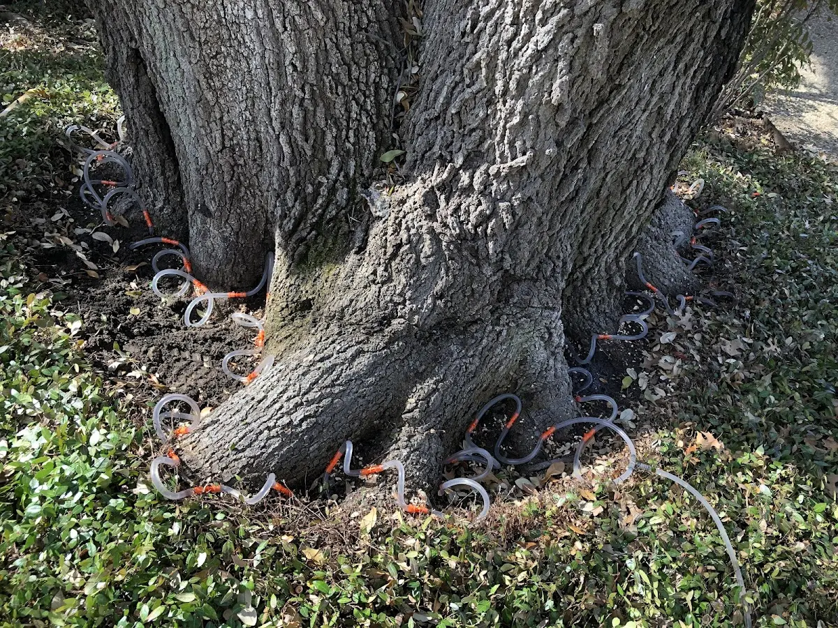 Detailed Tree Cabling and Bracing job site in Mc Gaheysville