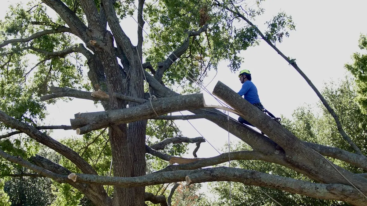 Professional Hazardous Tree Removal performed by certified arborists in Mc Gaheysville